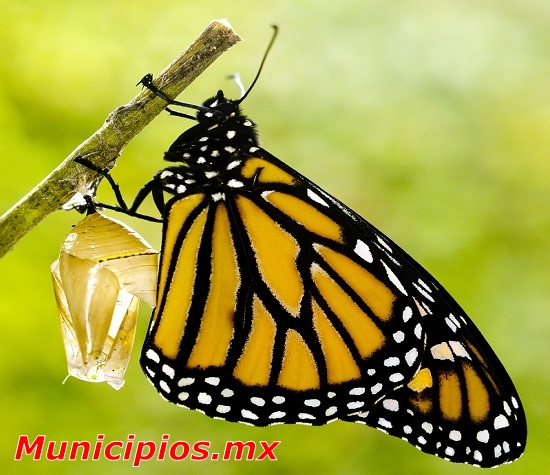 Angangueo, Michoacán