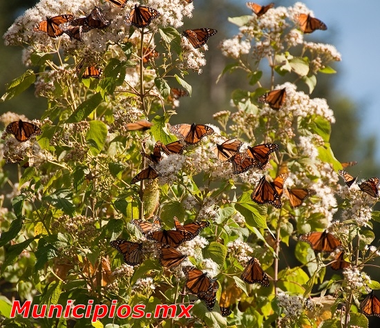 Mariposas de Angangueo