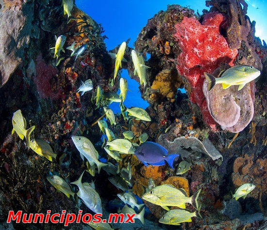 Reserva Ecológica Parque Punta Sur