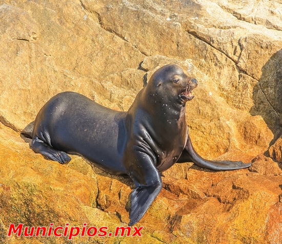 Lobo Marino en Loreto